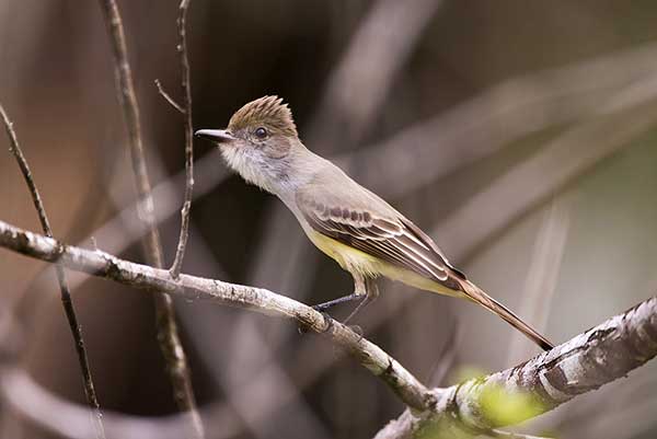 Muchołap czarnodzioby (Myiarchus ferox)