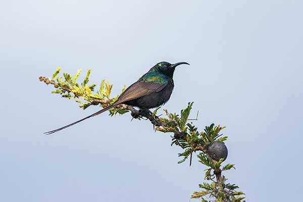 Nektarnik brązowy (Nectarinia kilimensis)