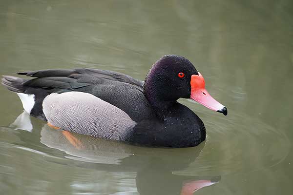 Hełmiatka różowodzioba (Netta peposaca)