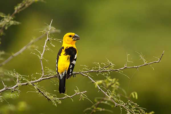 Łuszcz żółtobrzuchy (Pheucticus chrysogaster)