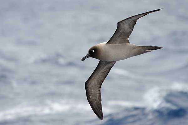 Albatros ciemnogłowy (Phoebetria palpebrata)