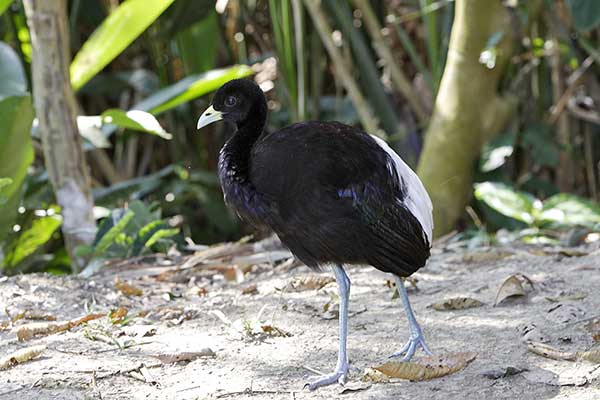 Gruchacz białoskrzydły (Psophia leucoptera)