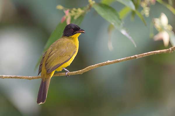 Bilbil czarnoczuby (Pycnonotus melanicterus)