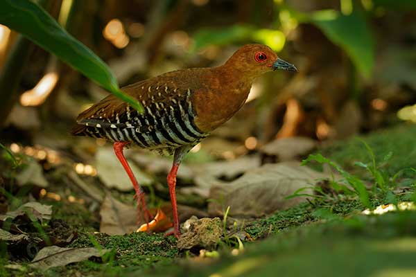 Kureczka krasnonoga (Rallina fasciata)