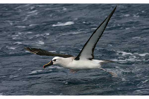 Albatros żółtodzioby (Thalassarche chlororhynchos)