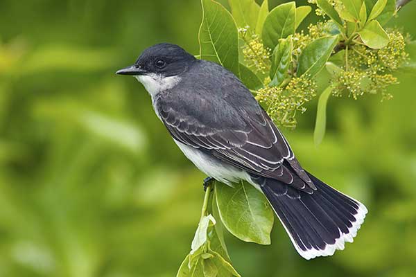 Tyran północny (Tyrannus tyrannus)