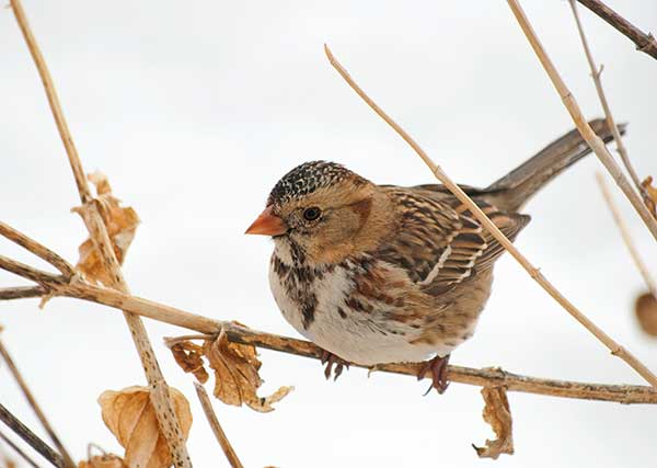 Pasówka czarnogardła (Zonotrichia querula)