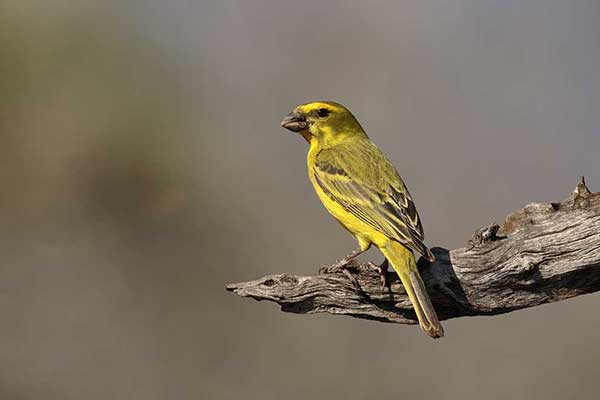 Afrokulczyk siarkowy (Crithagra sulphurata)