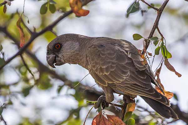 Afrykanka niebieskorzytna (Poicephalus rueppellii)