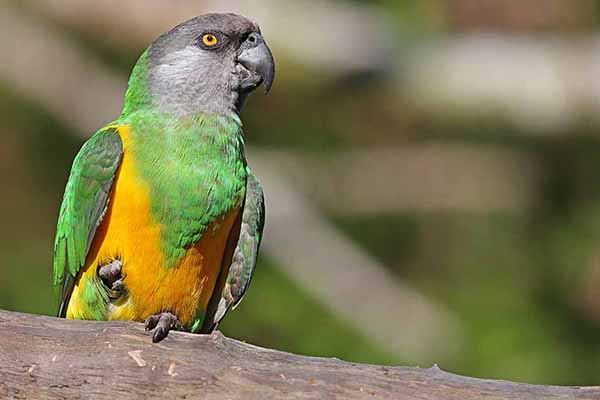 Afrykanka żółtobrzucha (Poicephalus senegalus)