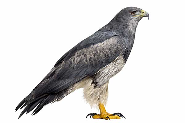 Aguja wielka (Geranoaetus melanoleucus)