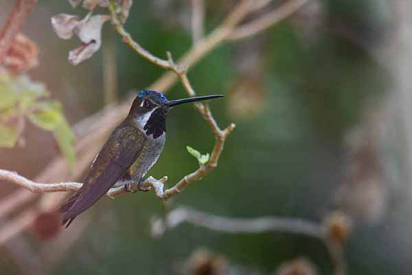 Aksamitek długodzioby (Heliomaster longirostris)