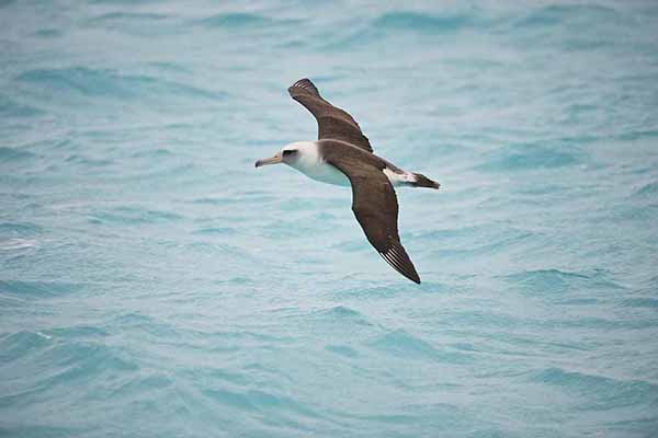 Albatros ciemnolicy (Phoebastria immutabilis)