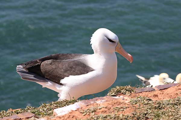 Albatros czarnobrewy (Thalassarche melanophris)