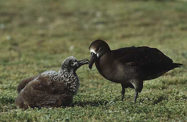 Albatros czarnonogi (Phoebastria nigripes)