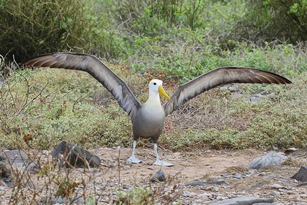 Albatros galapagoski (Phoebastria irrorata)