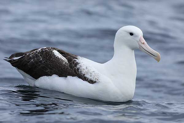 Albatros królewski (Diomedea epomophora)