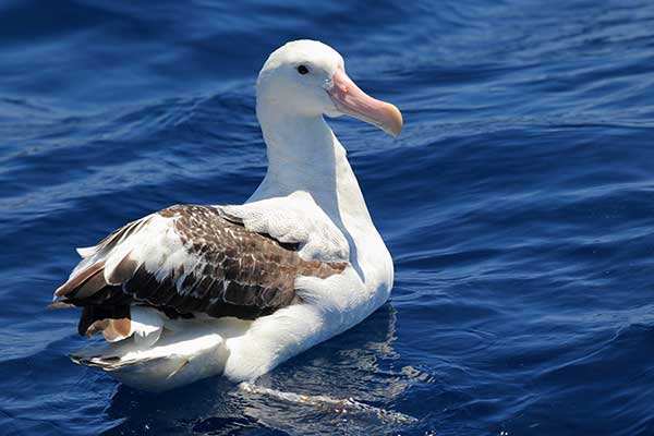 Albatros wędrowny (Diomedea exulans)