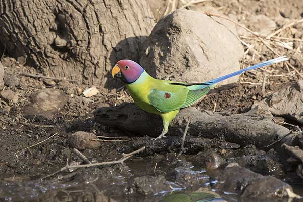 Aleksandretta śliwogłowa (Psittacula cyanocephala)