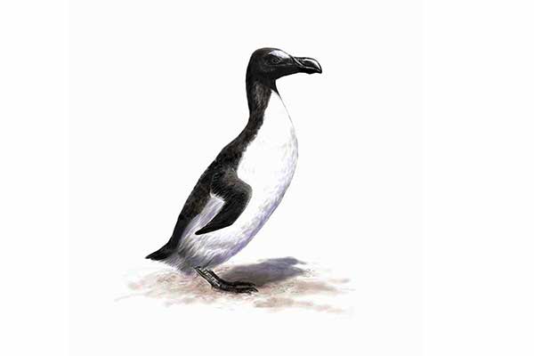 Alka olbrzymia (Pinguinus impennis)