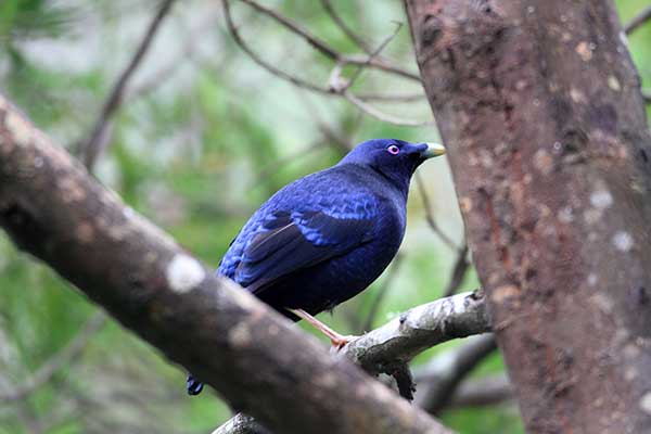 Altannik lśniący (Ptilonorhynchus violaceus)