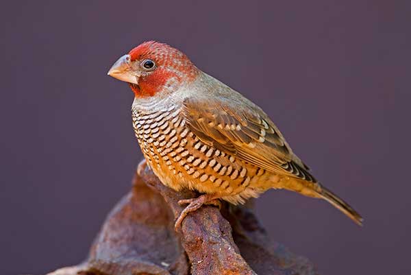 Amadyna czerwonogłowa (Amadina erythrocephala)