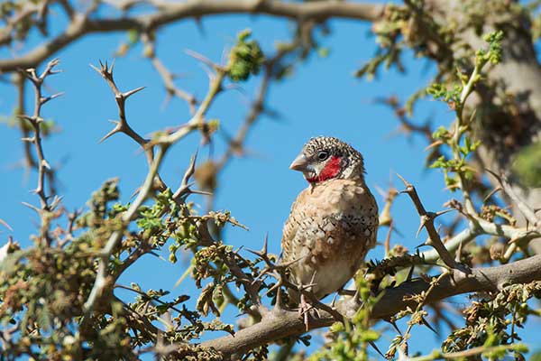 Amadyna obrożna (Amadina fasciata)