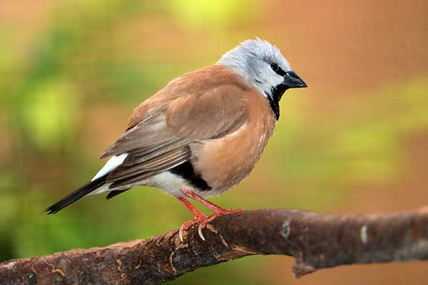 Amadynka czarnogardła (Poephila cincta)