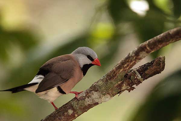 Amadynka długosterna (Poephila acuticauda)