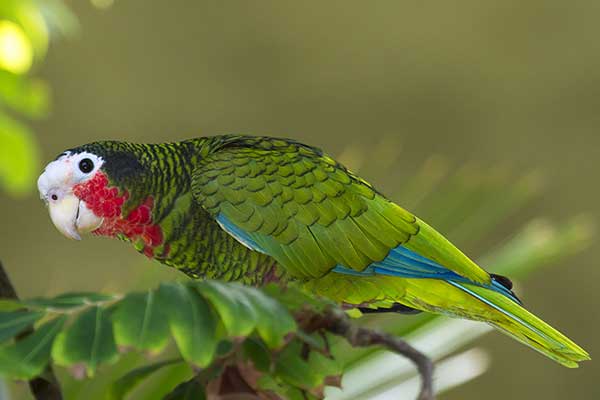 Amazonka kubańska (Amazona leucocephala)