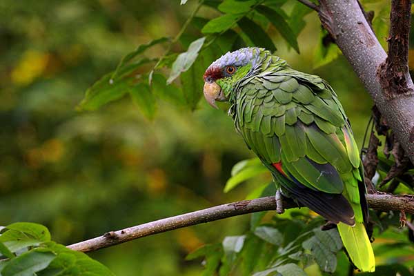 Amazonka liliowogłowa (Amazona finschi)