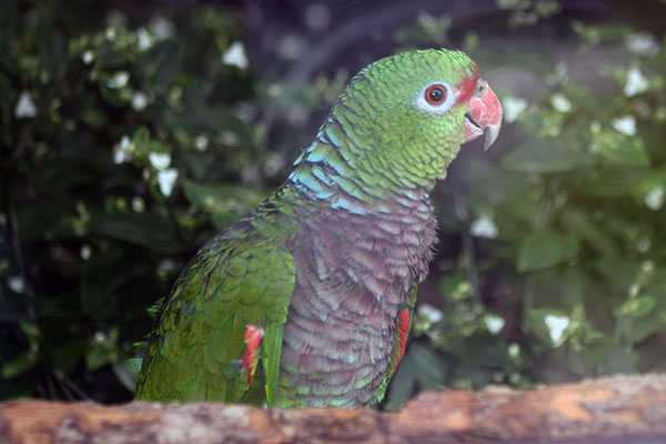 Amazonka pąsowa (Amazona vinacea)