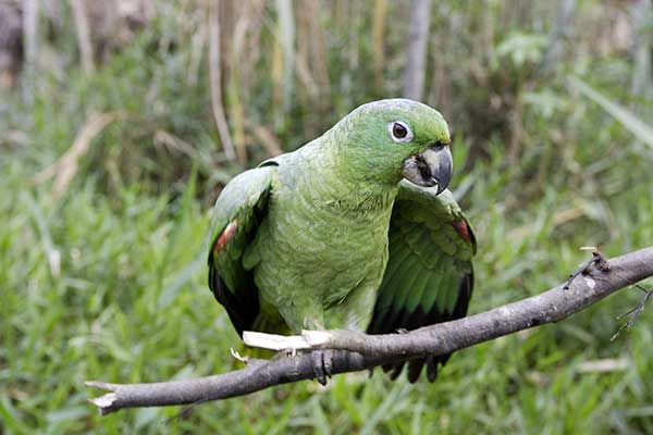 Amazonka skromna (Amazona farinosa)