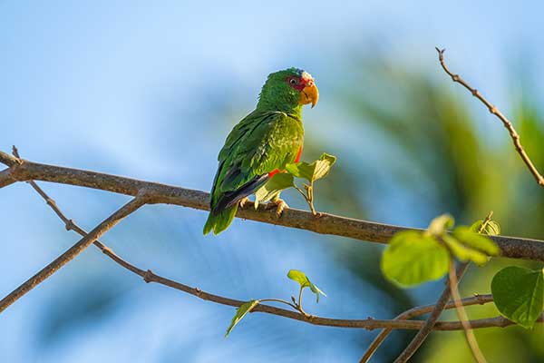 Amazonka zmienna (Amazona autumnalis)