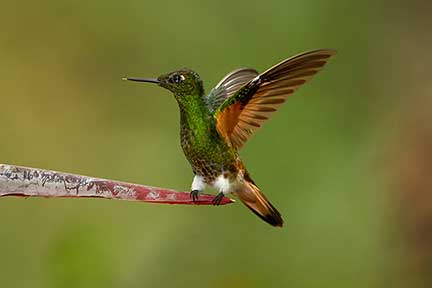 Amorek zielony (Boissonneaua flavescens)