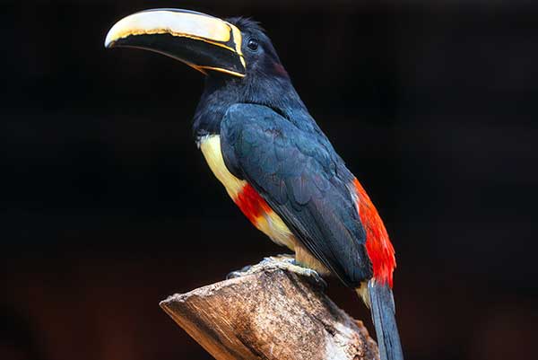 Arasari czarnoszyi (Pteroglossus aracari)