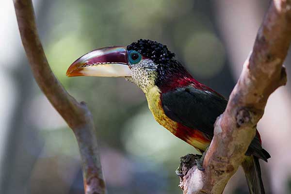 Arasari kędzierzawy (Pteroglossus beauharnaisii)