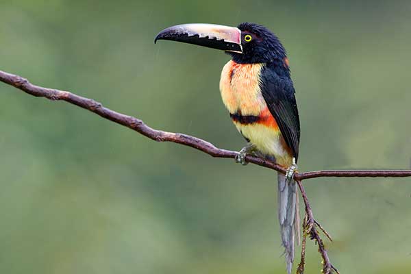 Arasari obrożny (Pteroglossus torquatus)