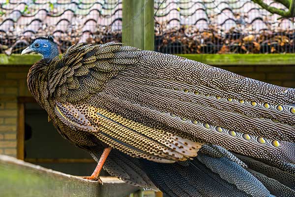 Argus malajski (Argusianus argus)