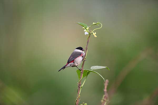 Astryld czarnogłowy (Estrilda atricapilla)