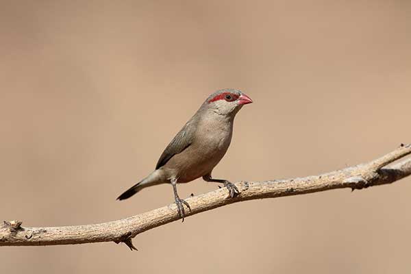 Astryld czarnorzytny (Estrilda troglodytes)