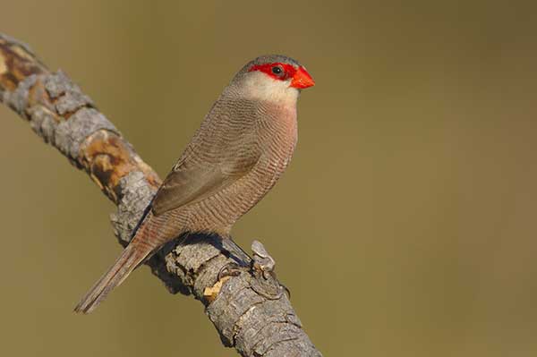 Astryld falisty (Estrilda astrild)