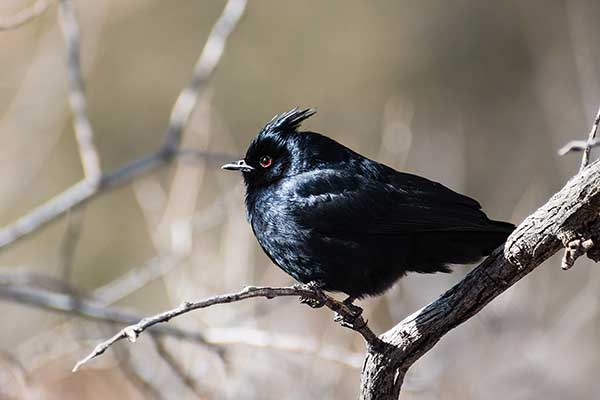 Atłasowiec czarny (Phainopepla nitens)