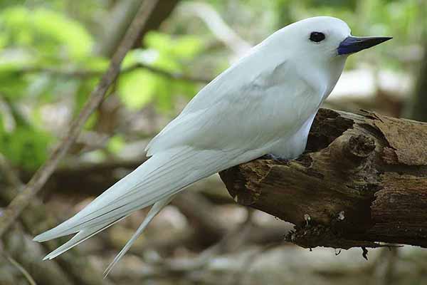 Atolówka (Gygis alba)