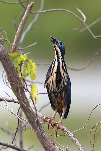 Bączek ciemny (Ixobrychus sturmii)