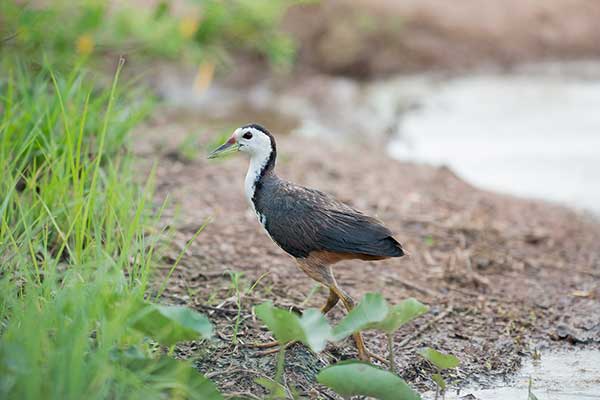 Bagiewnik białopierśny (Amaurornis phoenicurus)