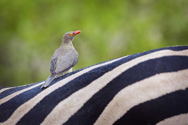 Bąkojad czerwonodzioby (Buphagus erythrorhynchus)