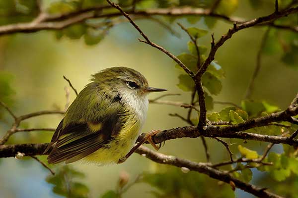 Barglik (Acanthisitta chloris)