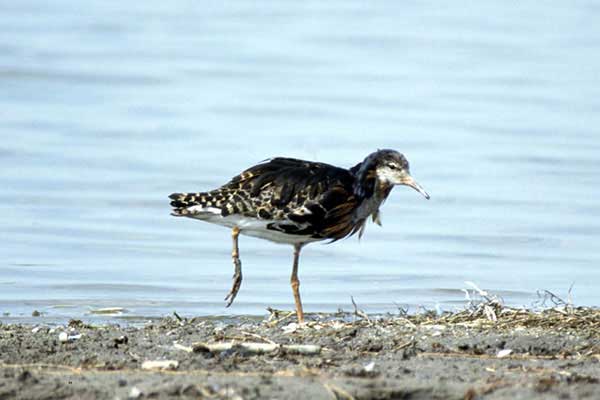 Batalion (Calidris pugnax)