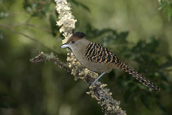 Batara (Batara cinerea)